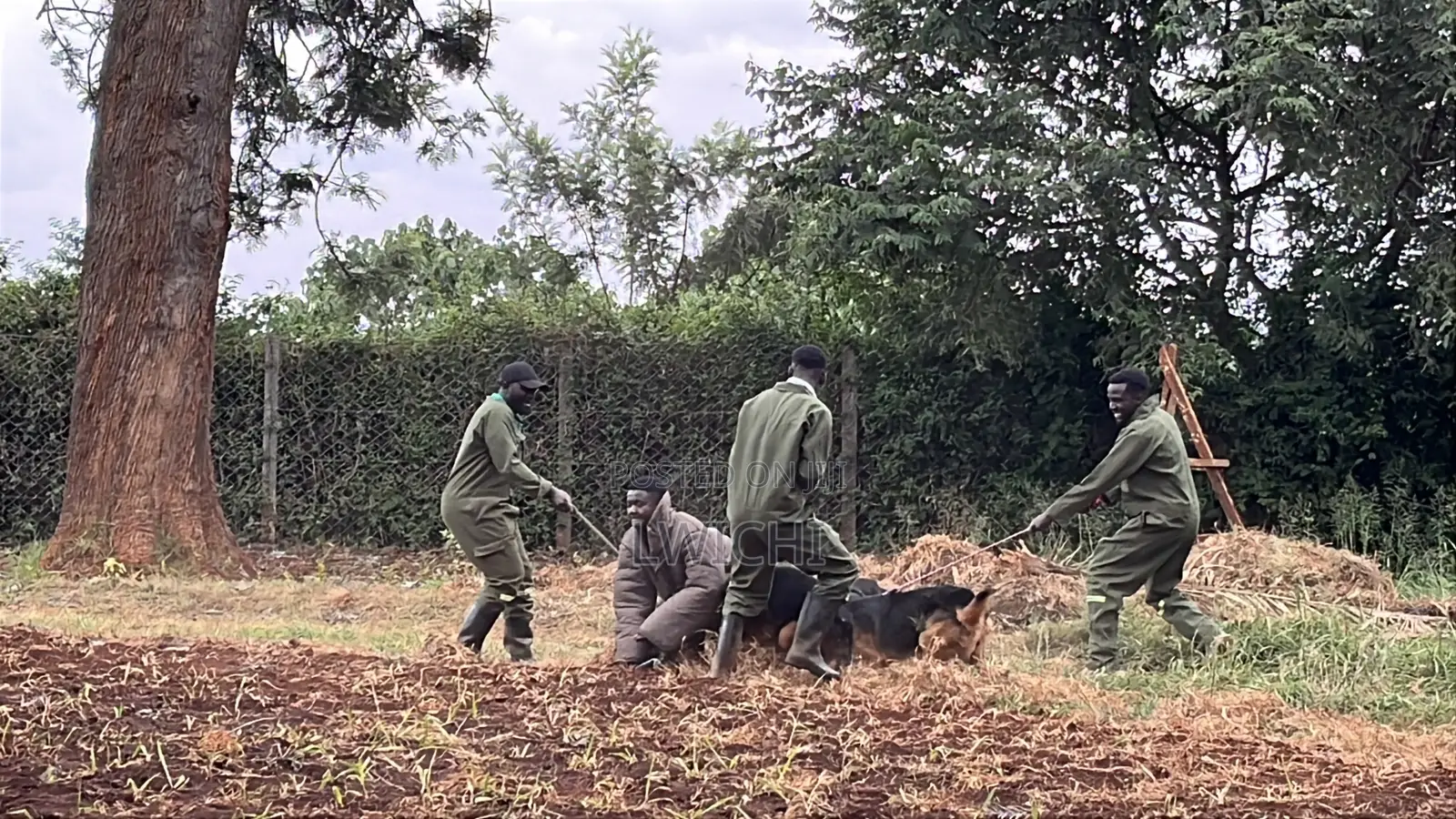 Dog Training
