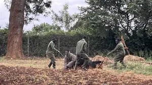 Dog Training