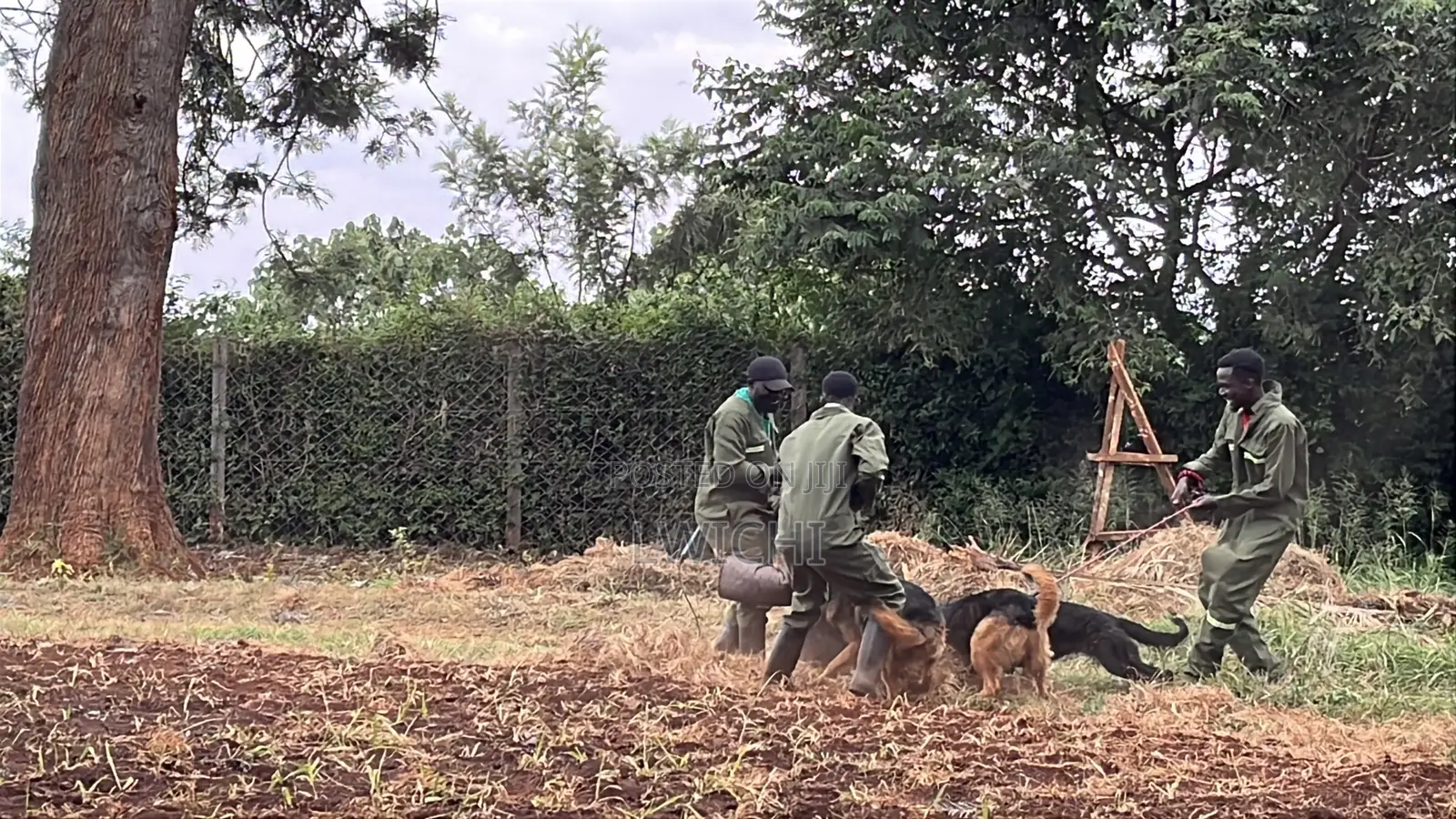 Dog Training