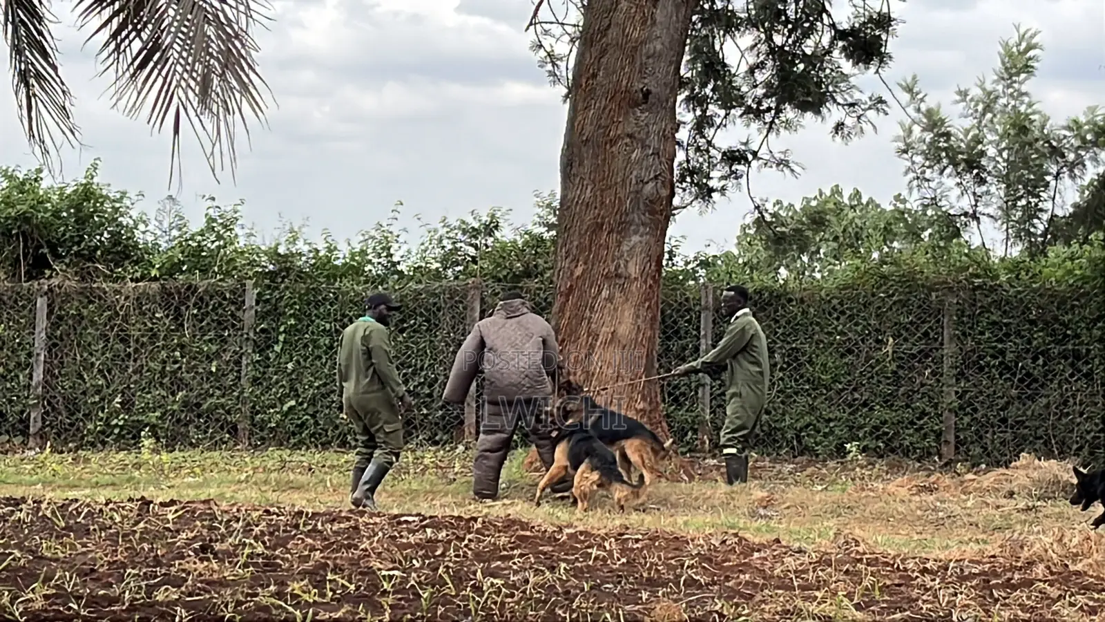 Dog Training