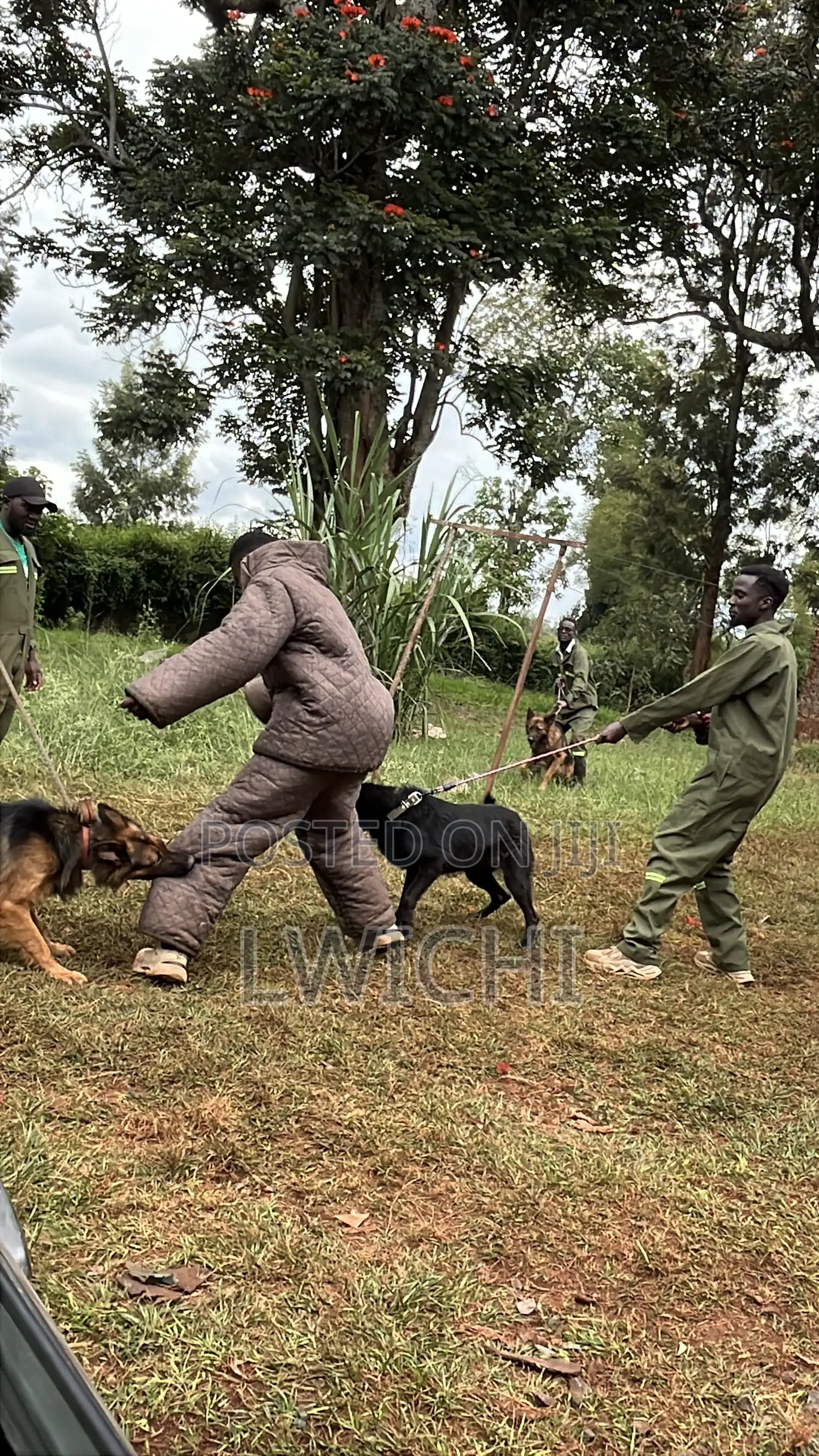 Dog Training