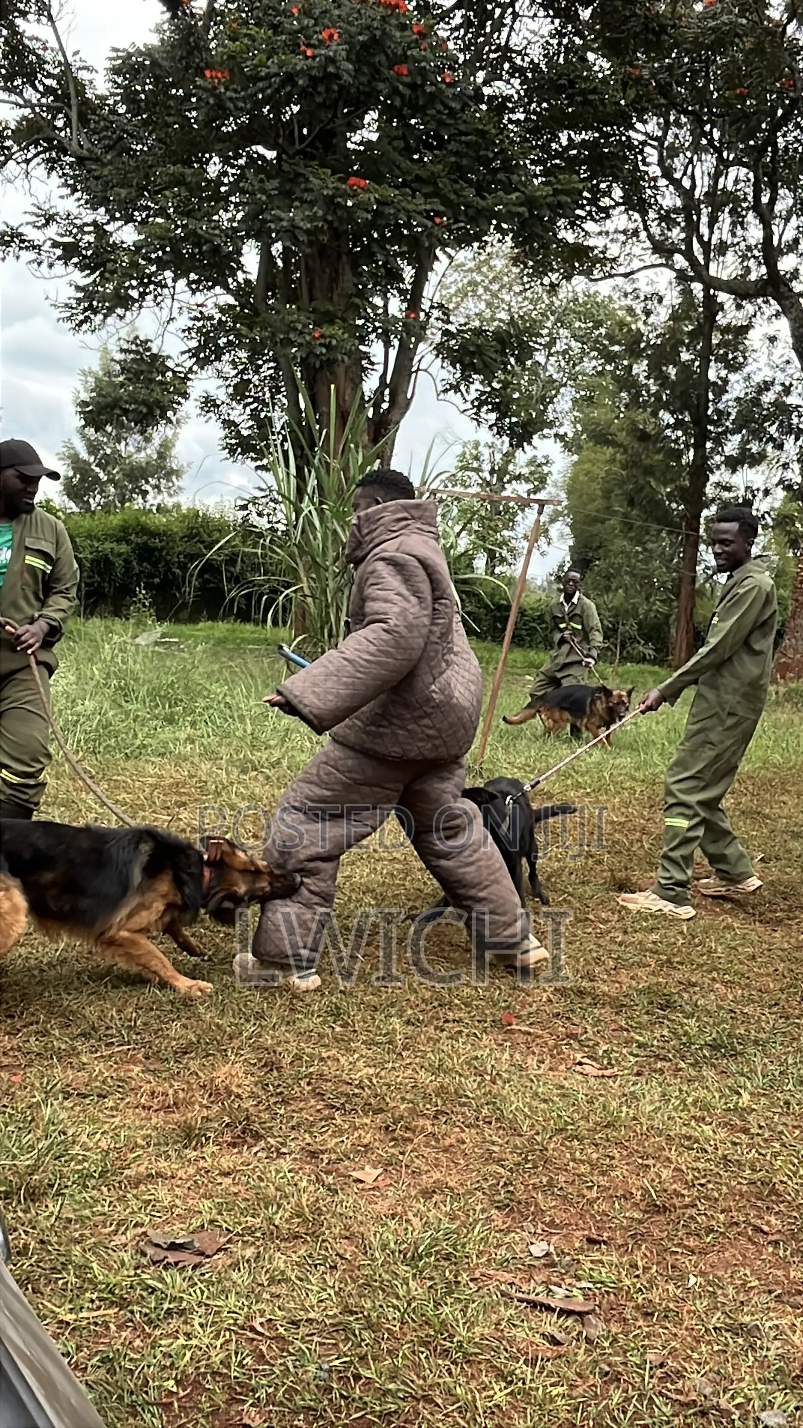 Dog Training