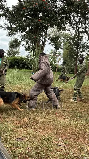 Dog Training