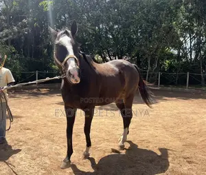 Thoroughbred Gelding For Sale