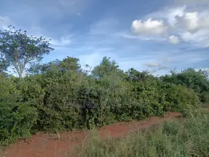 Own a Parcel of 28 Acres With Unique Numbers Wait for Tittle Deed