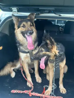 1-3 months Female Purebred German Shepherd