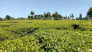 30 Acres for Sale Riara Ridge