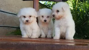 1-3 months Female Purebred Havanese