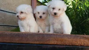 1-3 months Male Purebred Havanese