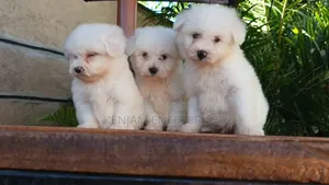 1-3 months Female Purebred Havanese