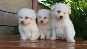 1-3 months Male Purebred Havanese