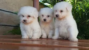 1-3 months Female Purebred Havanese