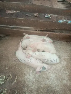 Pig Farming