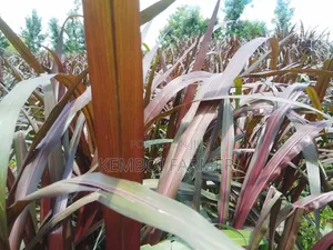 Australian Red Napier Grass