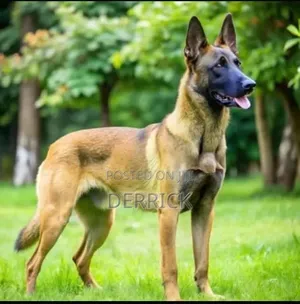 6-12 months Male Purebred Belgian Malinois