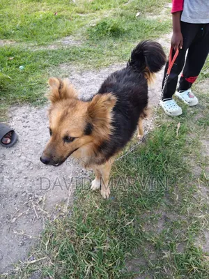 6-12 months Male Mixed Breed German Shepherd