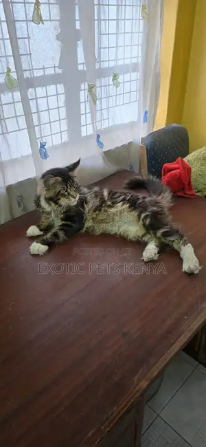 1+ year Male Purebred Maine Coon