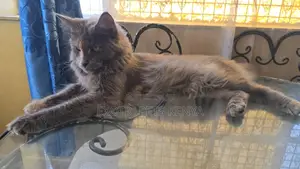 1+ year Female Purebred Maine Coon
