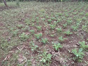 Kambûrû Plot on Sale