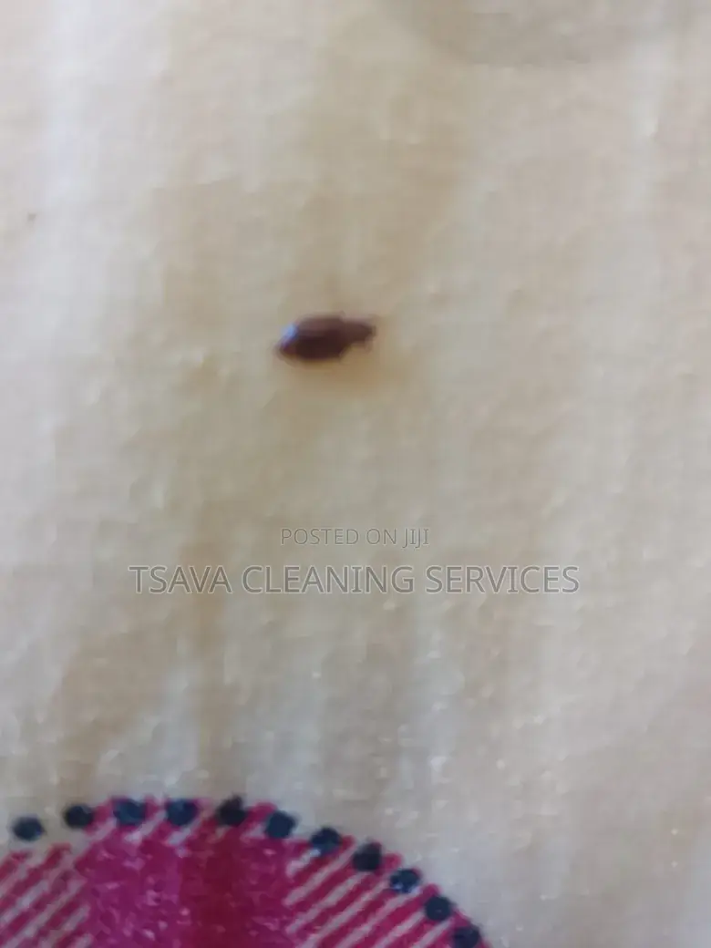 Bedbugs Control