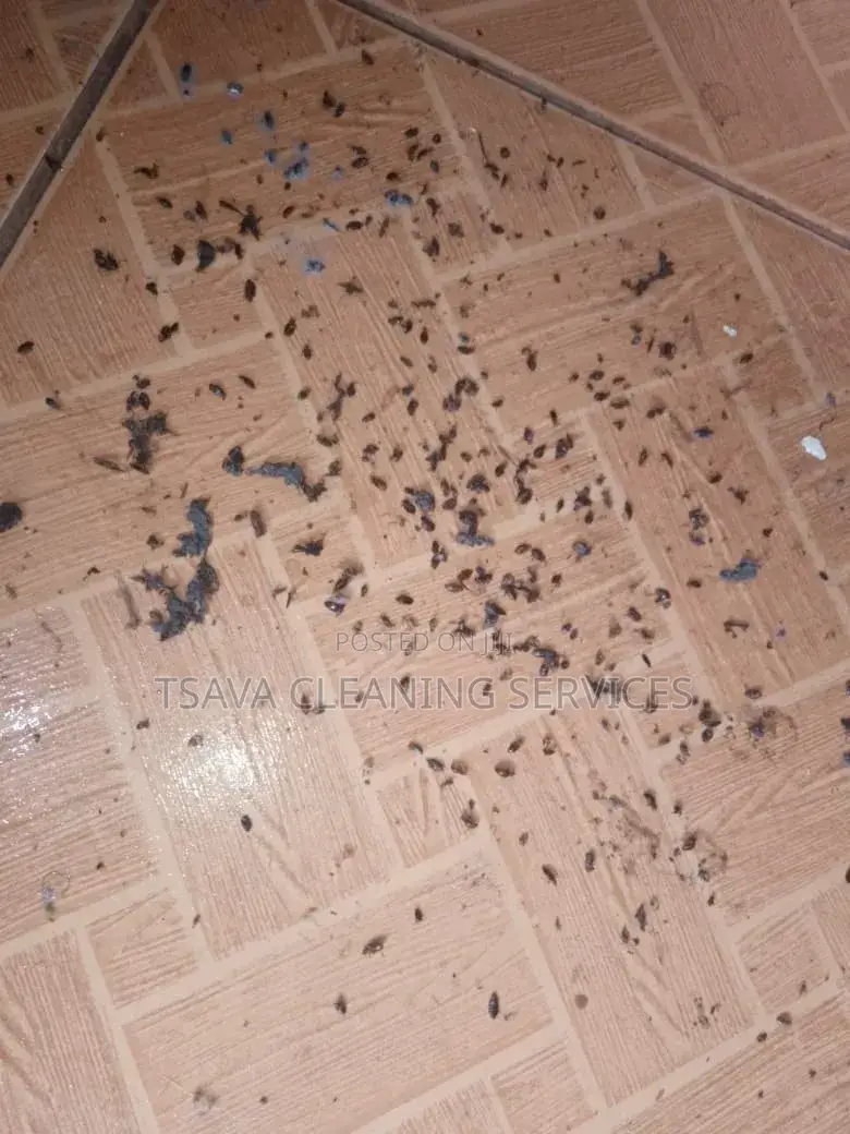 Bedbugs Control