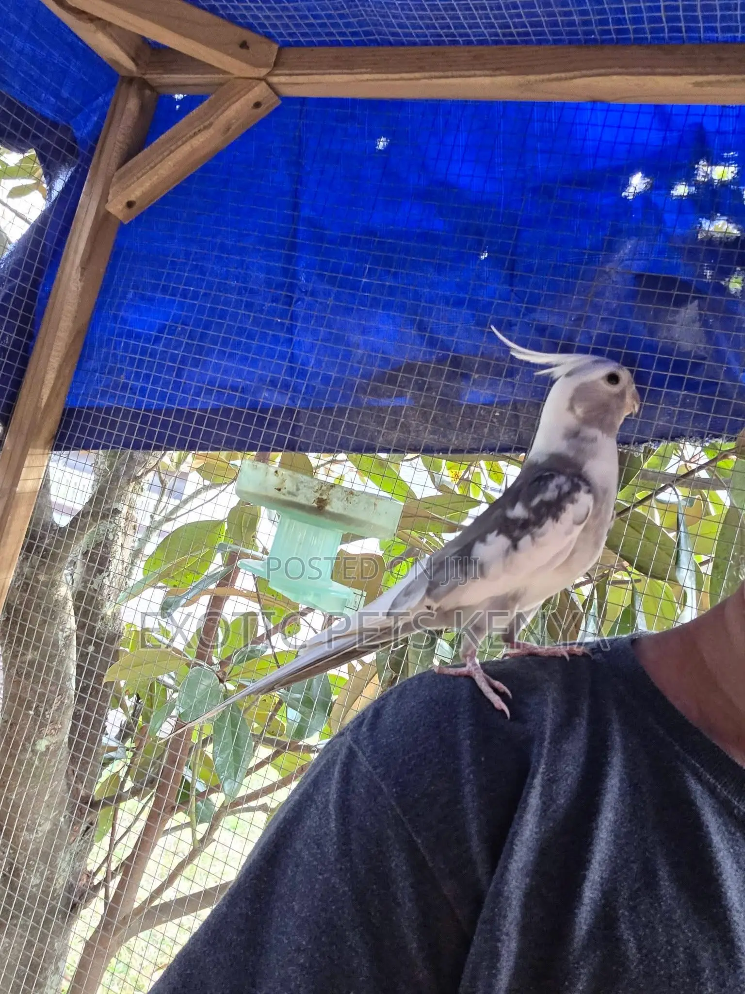 Trained Cockatiels