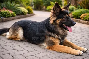 1+ year Male Purebred German Shepherd