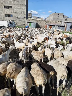 Galla Goats