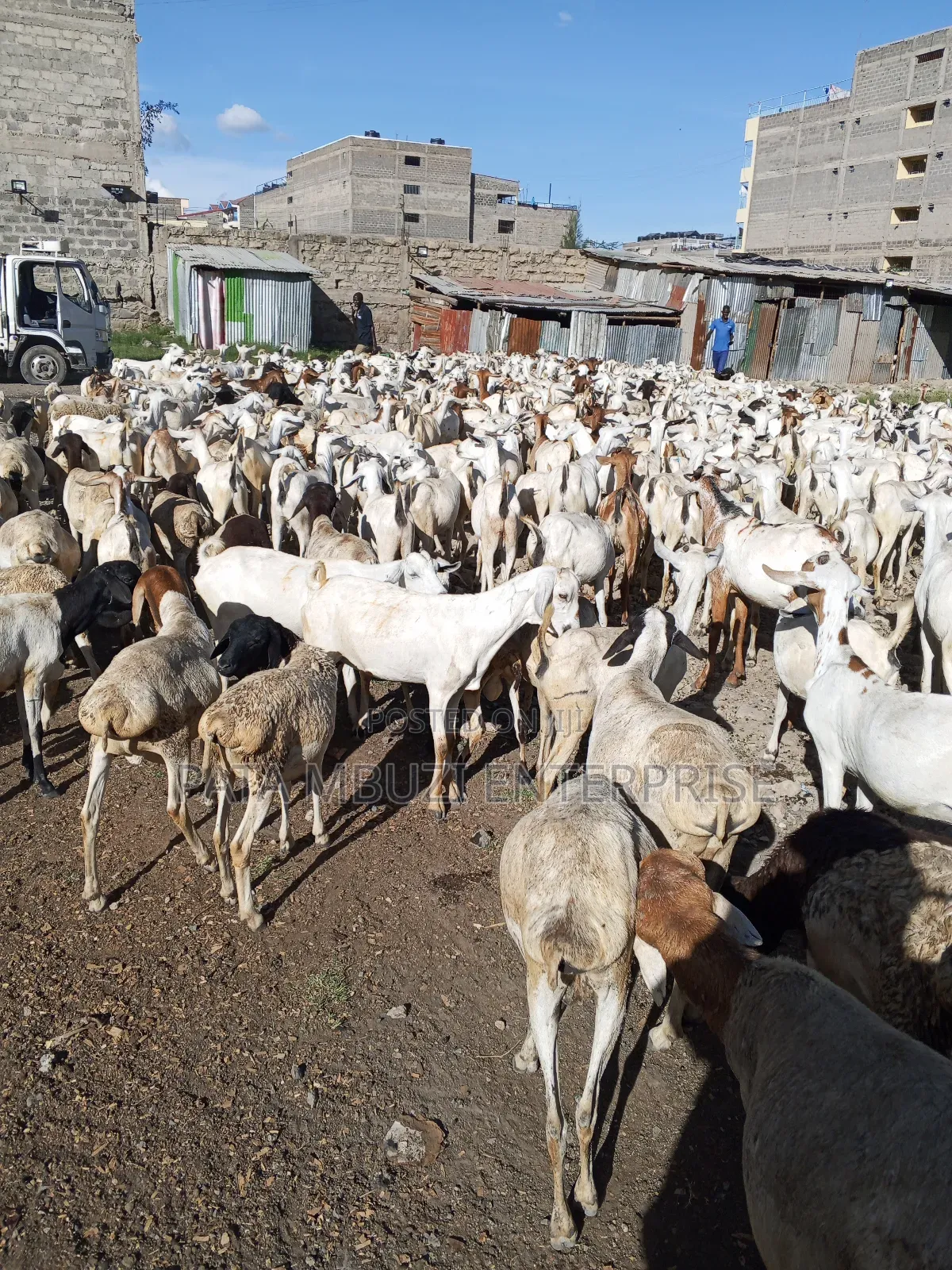 Galla Goats