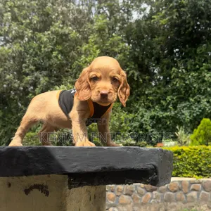 1-3 months Female Purebred Cocker Spaniel