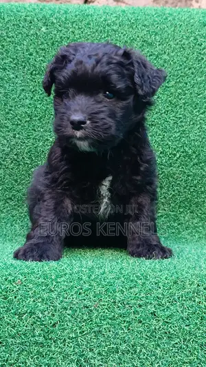 1-3 months Male Purebred Havanese