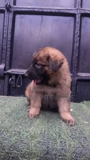 1-3 months Female Purebred German Shepherd