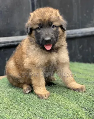 1-3 months Female Purebred German Shepherd