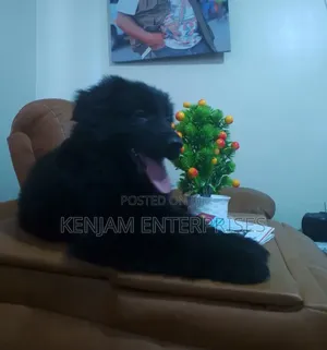 1-3 months Male Purebred German Shepherd