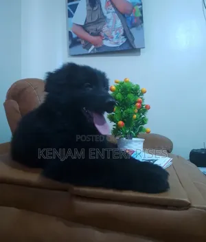 1-3 months Male Purebred German Shepherd