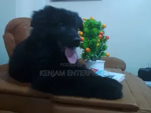 1-3 months Female Purebred German Shepherd