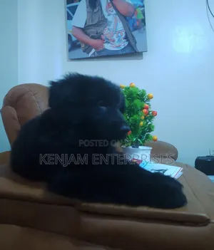1-3 months Male Purebred German Shepherd