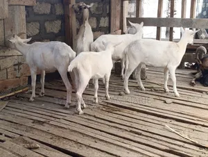 Saanen Goats/Dairy Goats