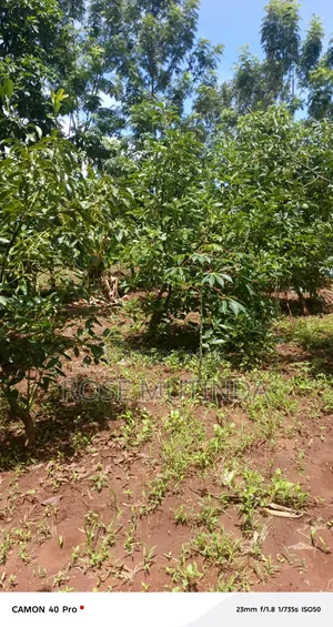 3guater an Acre at Tala