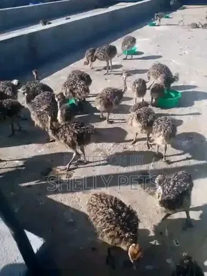 Ostrich Chicks