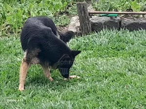 1+ year Female Purebred German Shepherd