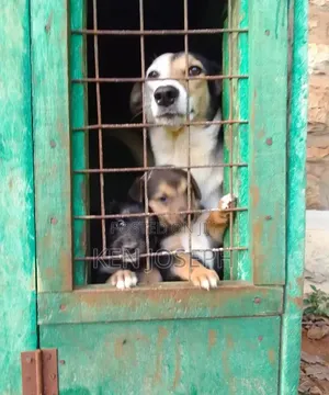 Dog House Kennel