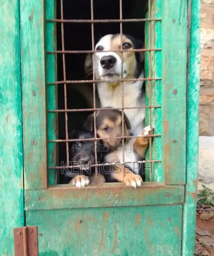 Dog House Kennel