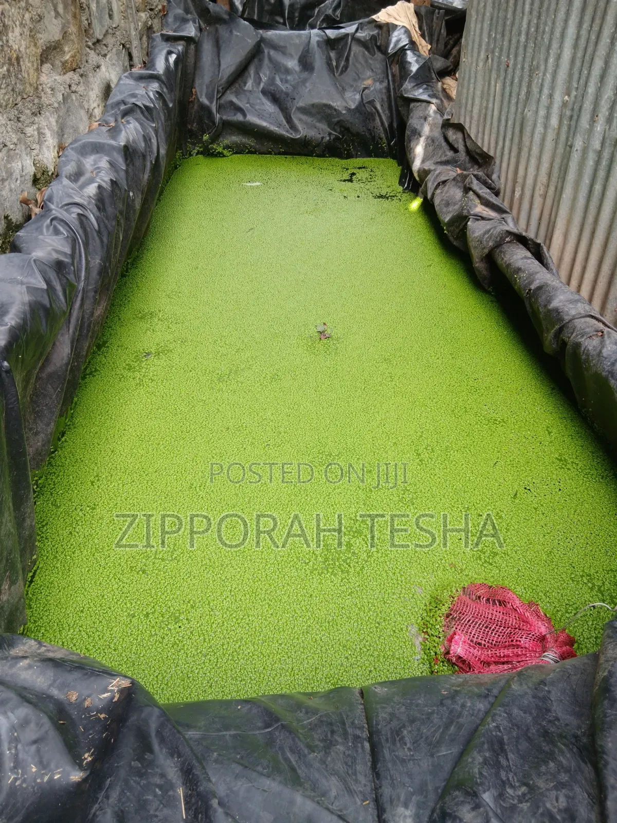 Fresh Duckweed Seeds Available