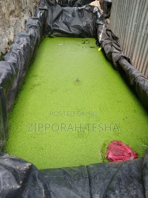 Fresh Duckweed Seeds Available
