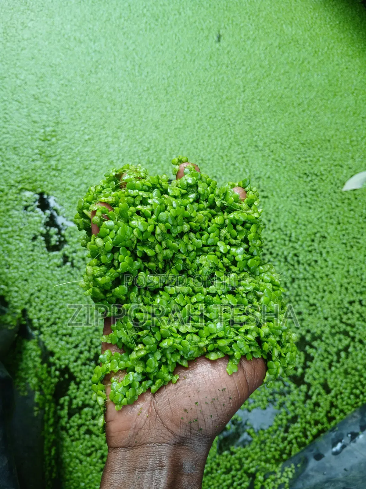 Fresh Duckweed Seeds Available