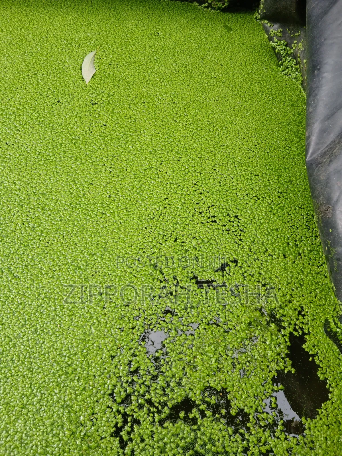 Fresh Duckweed Seeds Available