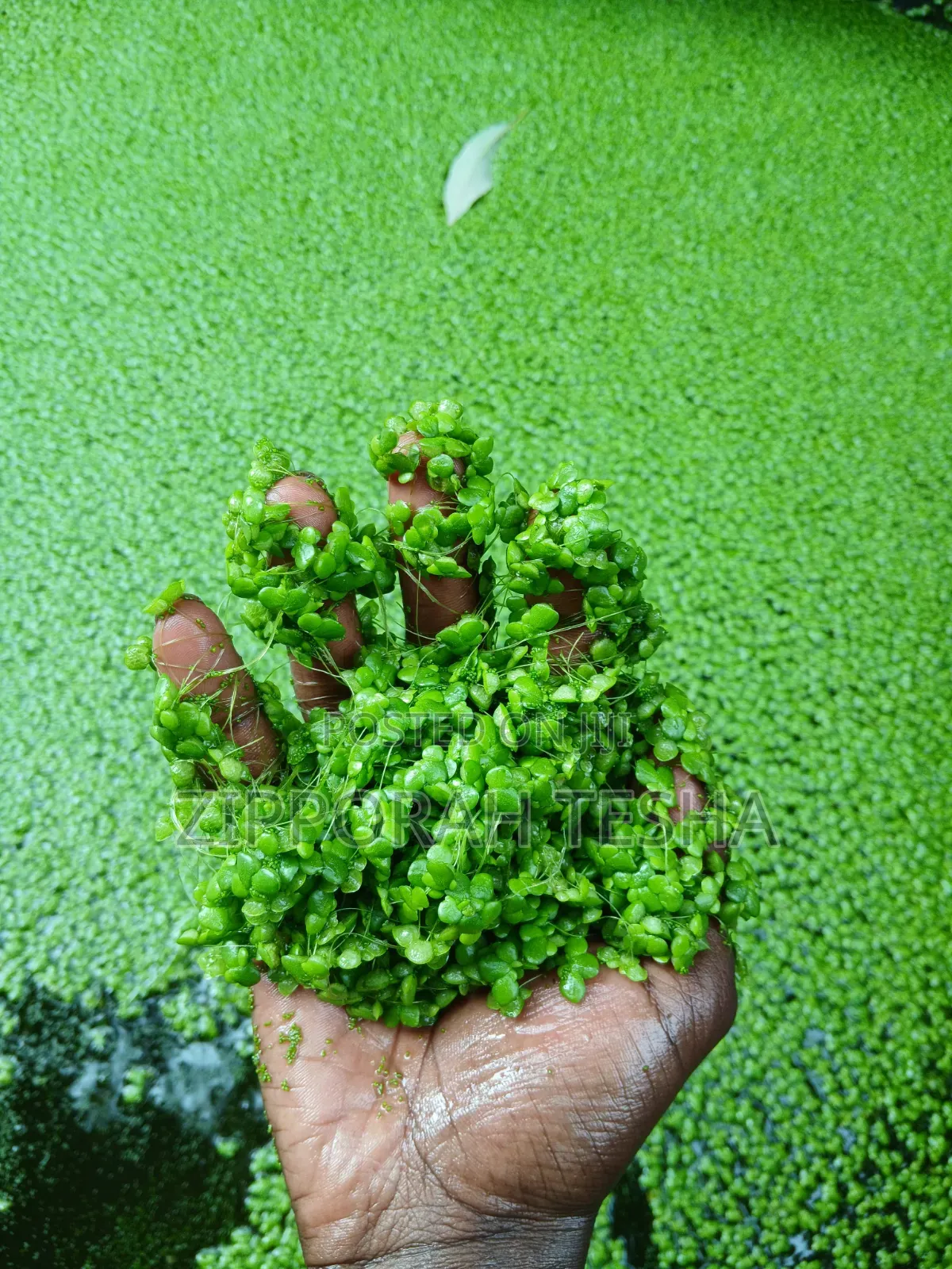 Fresh Duckweed Seeds Available