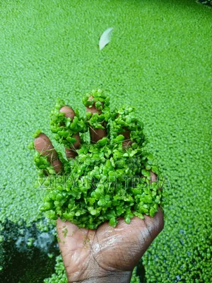 Fresh Duckweed Seeds Available