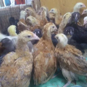 4 Weeks Improved Kienyeji Chicks